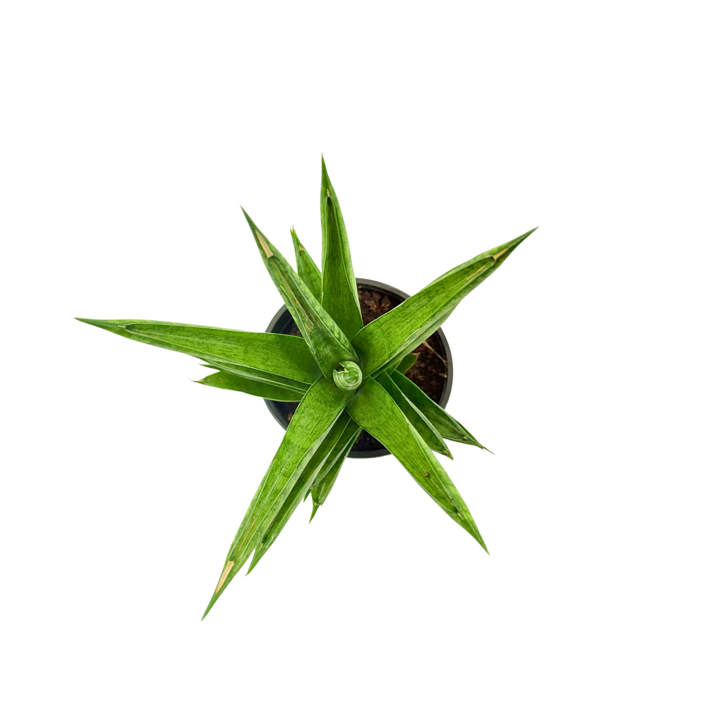 4" Sansevieria Pagoda Green