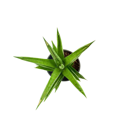 4" Sansevieria Pagoda Green