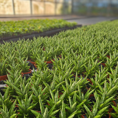 4" Sansevieria Pagoda Green