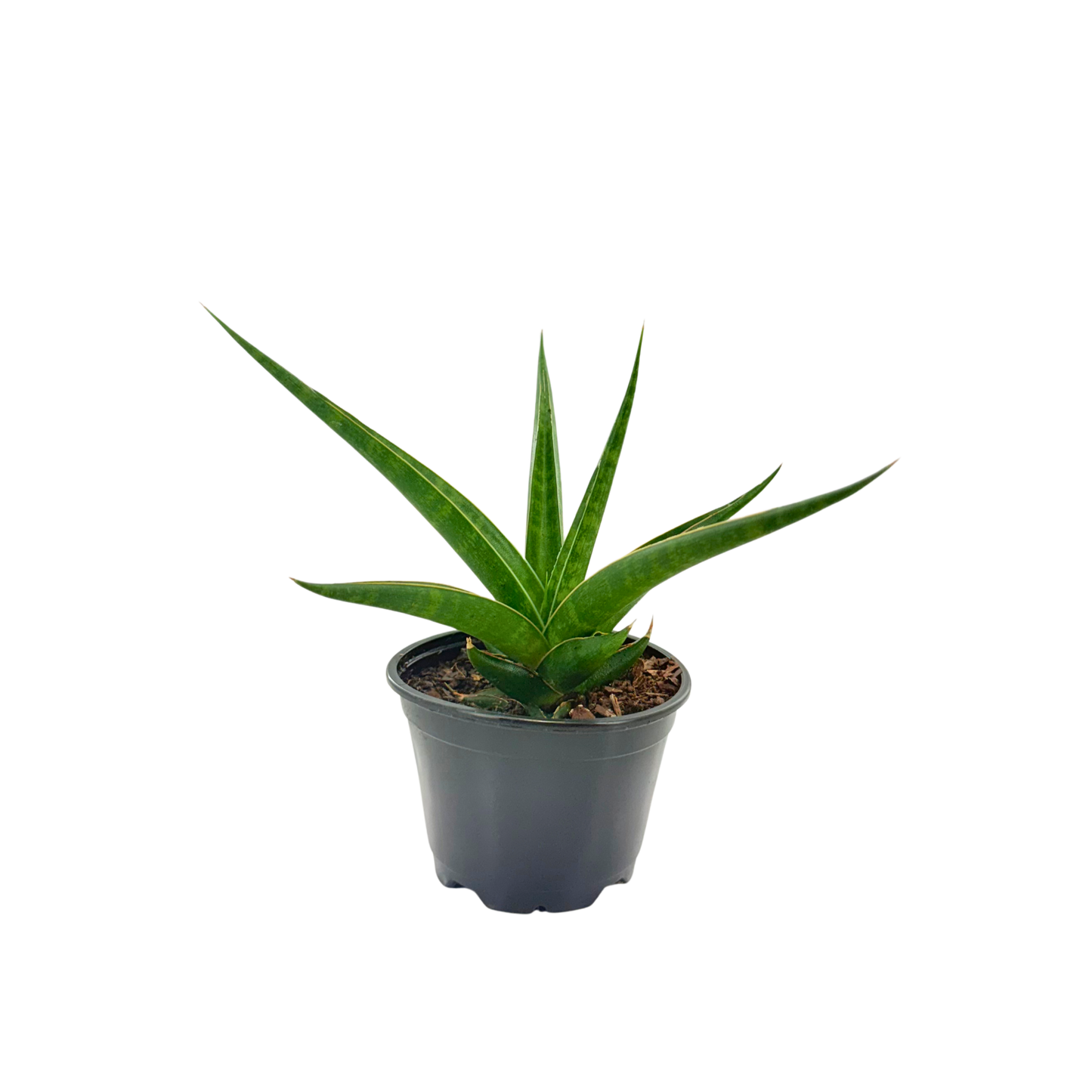 4" Sansevieria Hybrid Prabu