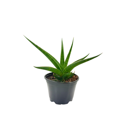 4" Sansevieria Hybrid Prabu