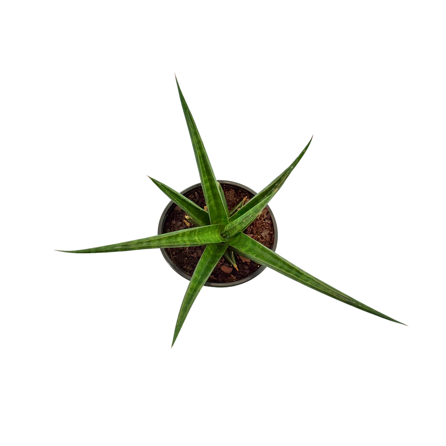 4" Sansevieria Hybrid Prabu