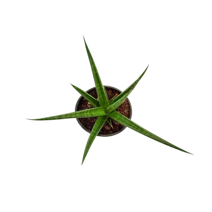 4" Sansevieria Hybrid Prabu