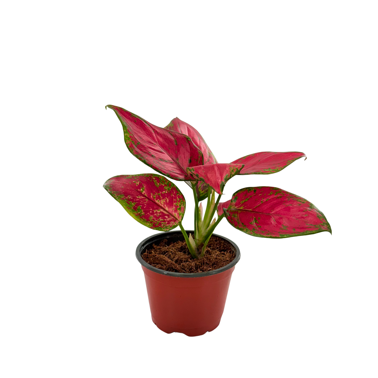 4" Aglaonema Richard