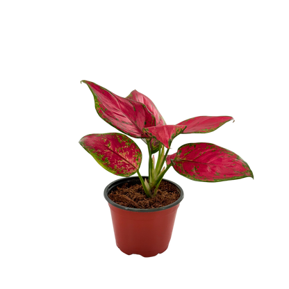 4" Aglaonema Richard