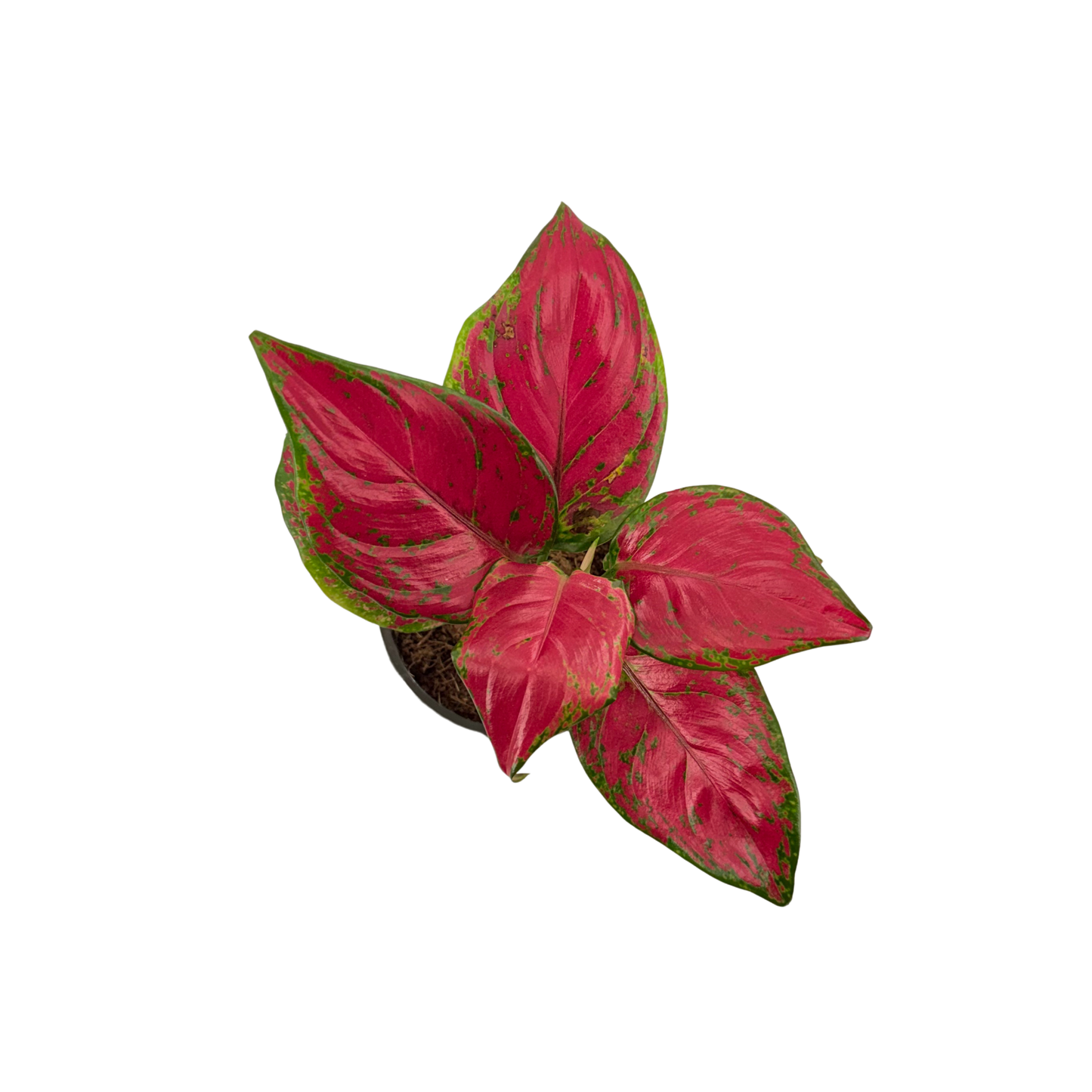 4" Aglaonema Richard