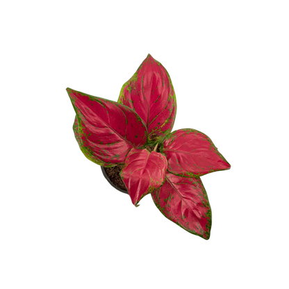 4" Aglaonema Richard