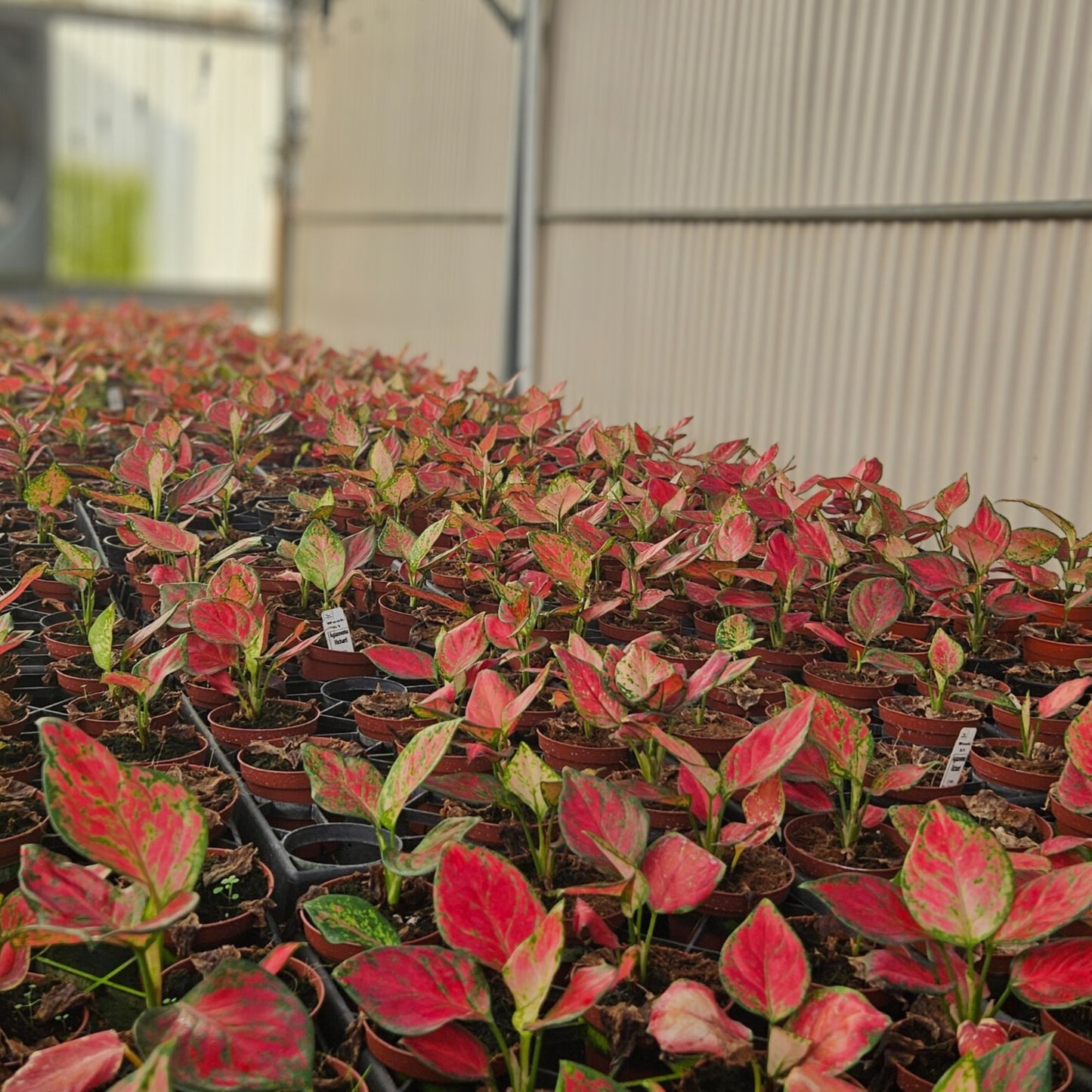 4" Aglaonema Richard