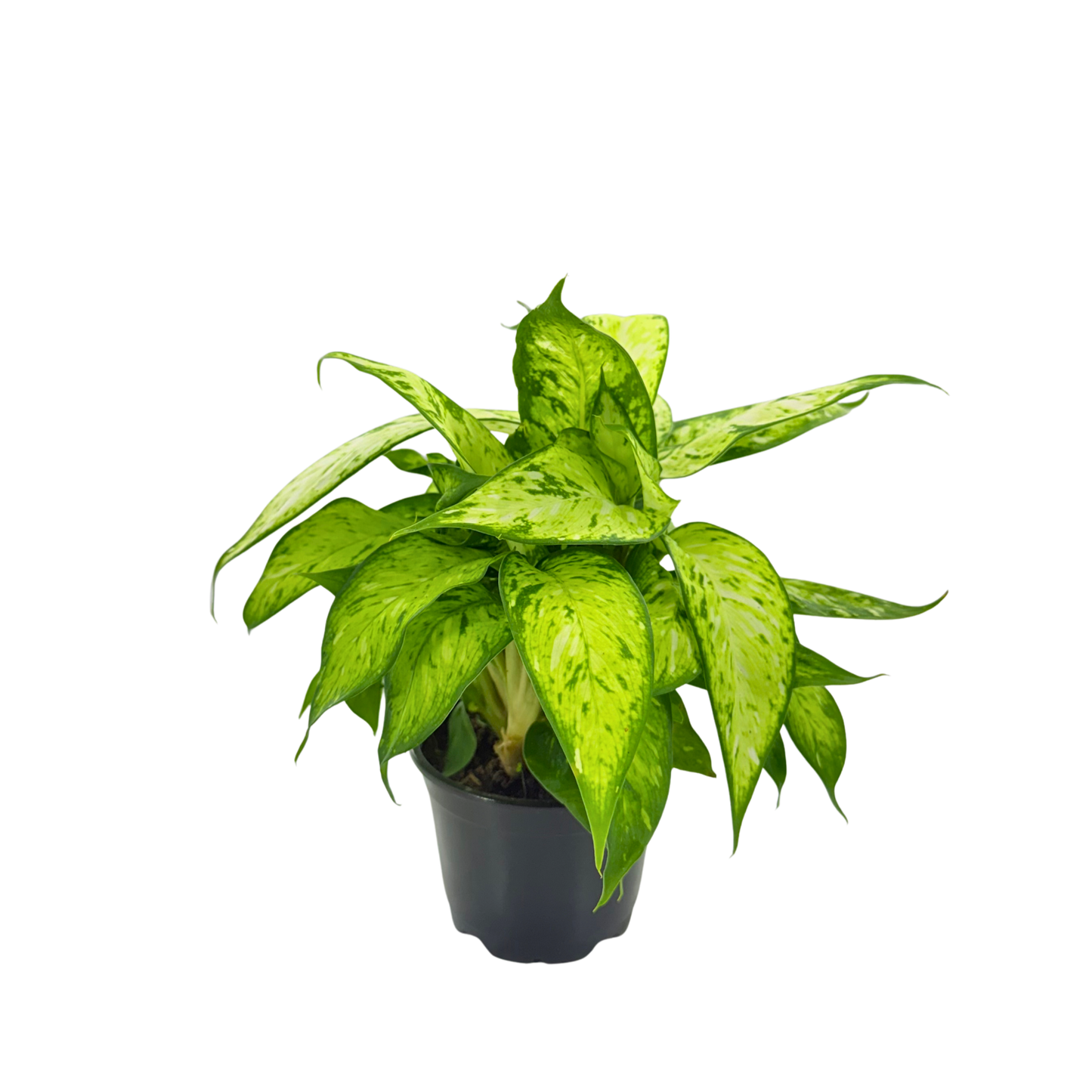 4” Dieffenbachia Starbright