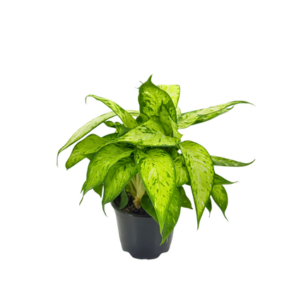 4” Dieffenbachia Starbright