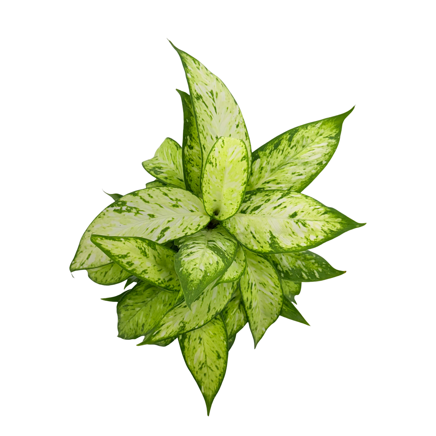 4” Dieffenbachia Starbright