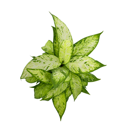 4” Dieffenbachia Starbright