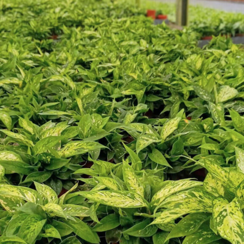 4” Dieffenbachia Starbright