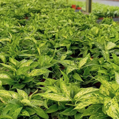 4” Dieffenbachia Starbright