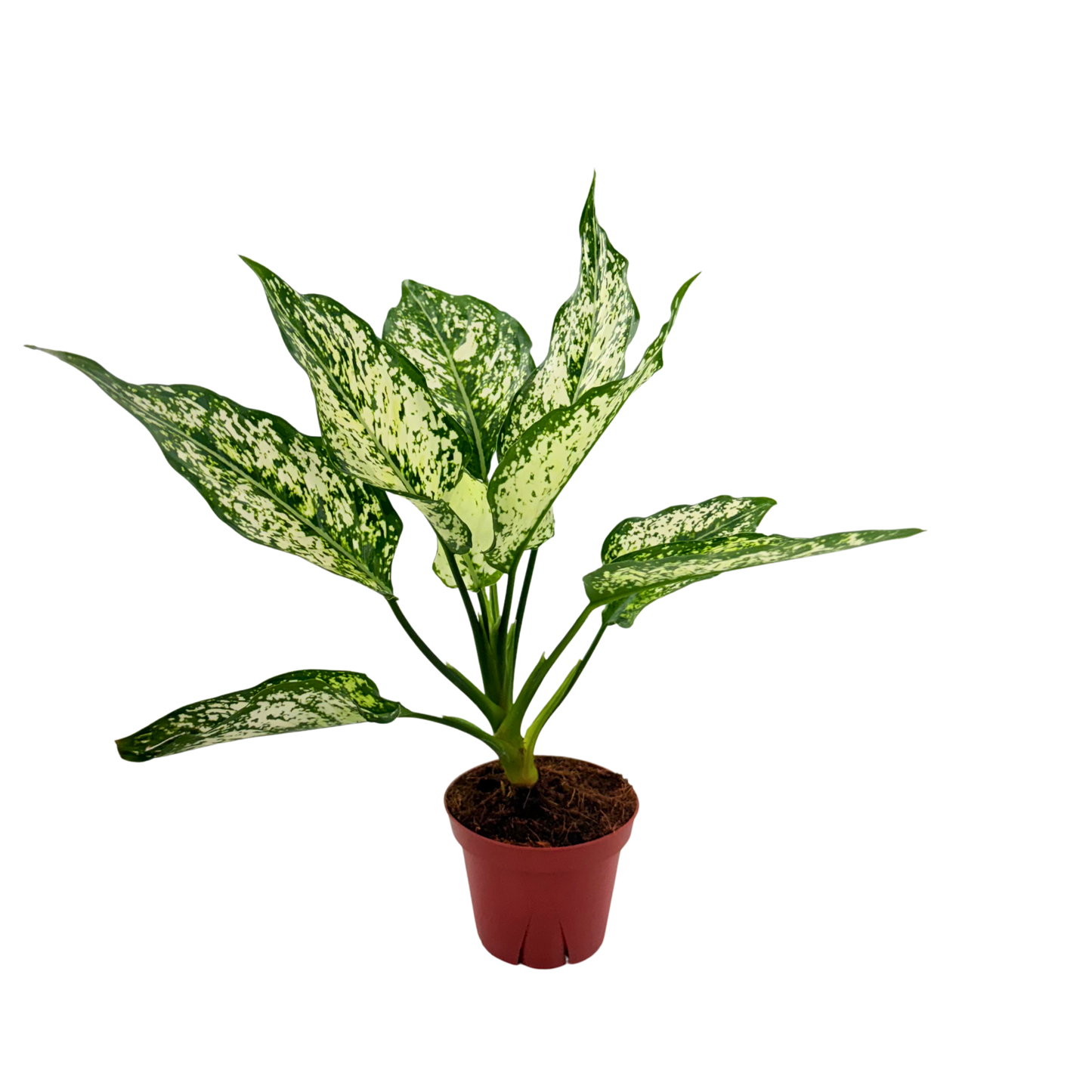 4" Aglaonema Snow white