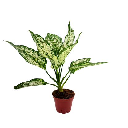 4" Aglaonema Snow white