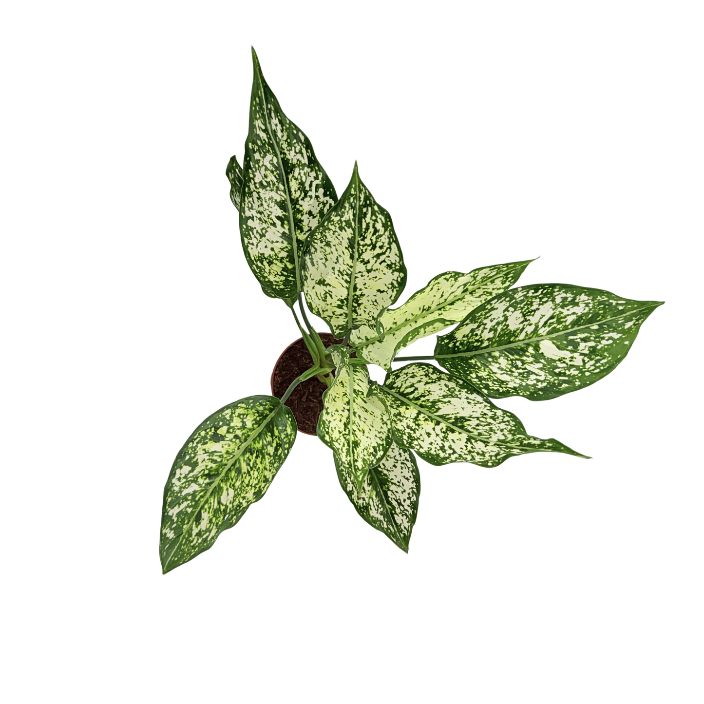 4" Aglaonema Snow white
