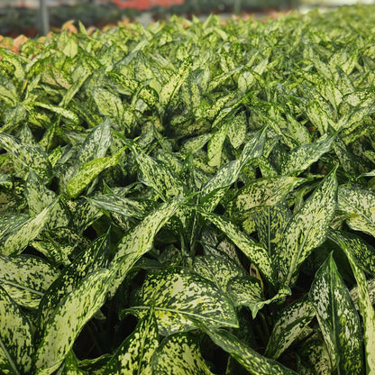 4" Aglaonema Snow white
