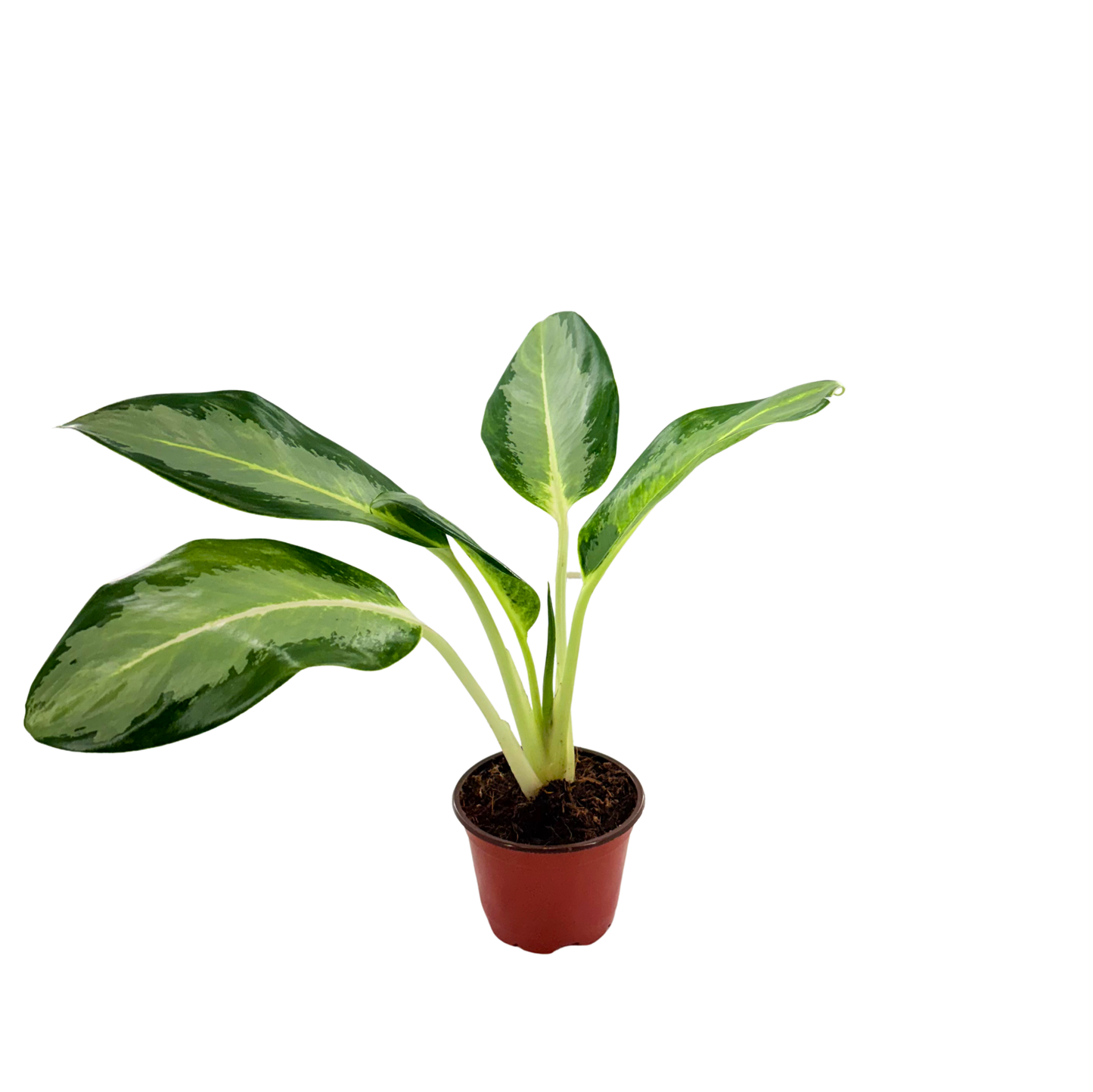 4" Aglaonema Green Bowl