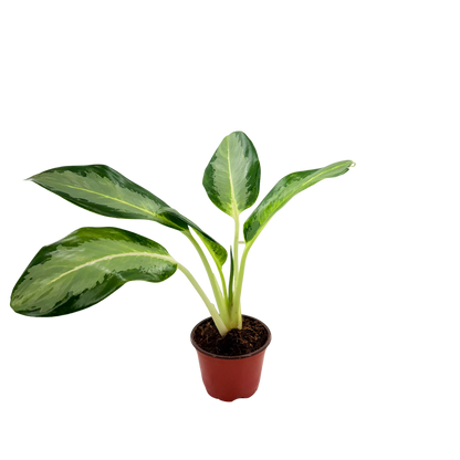4" Aglaonema Green Bowl