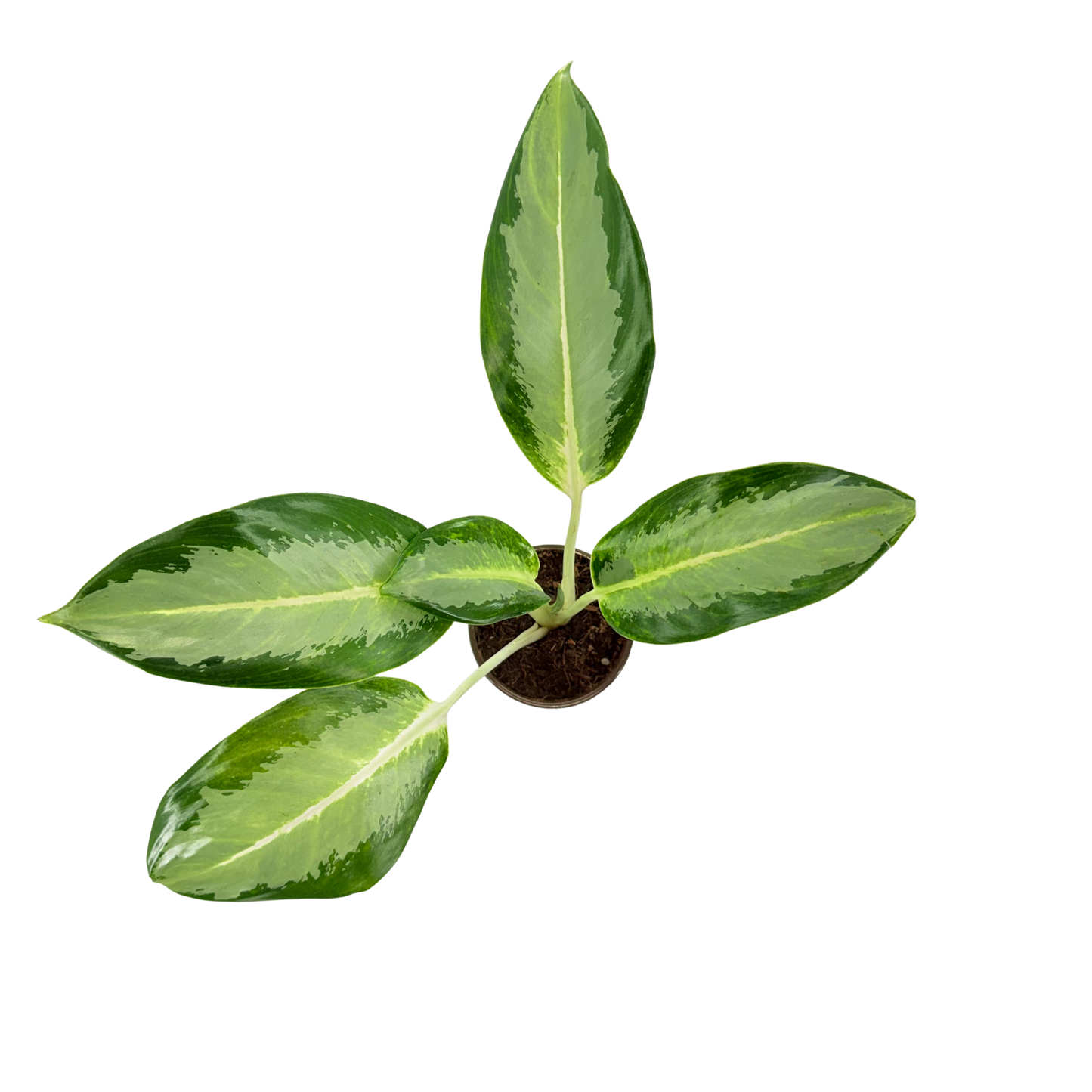 4" Aglaonema Green Bowl