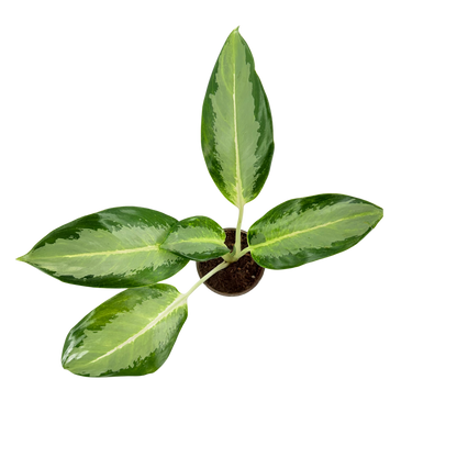 4" Aglaonema Green Bowl