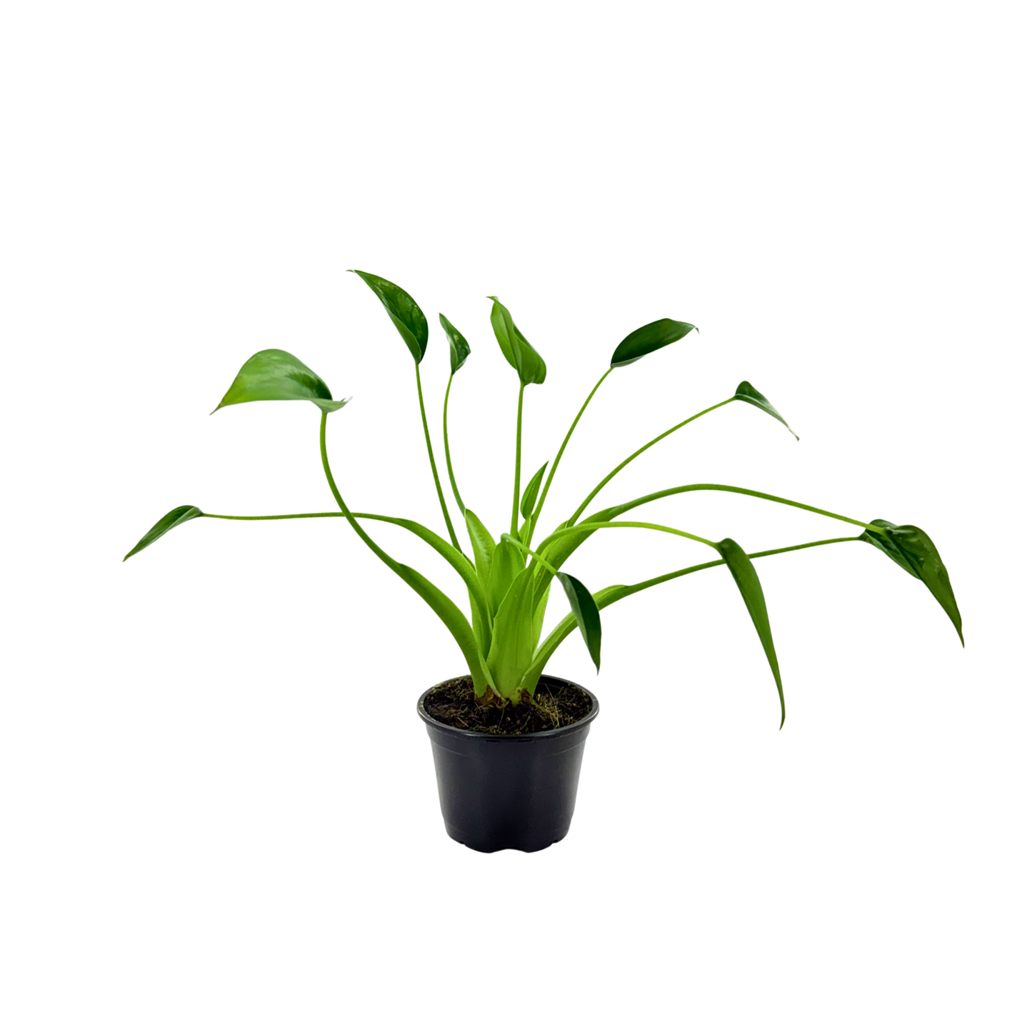 4” Alocasia Tiny Dancer