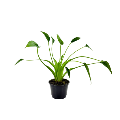 4” Alocasia Tiny Dancer