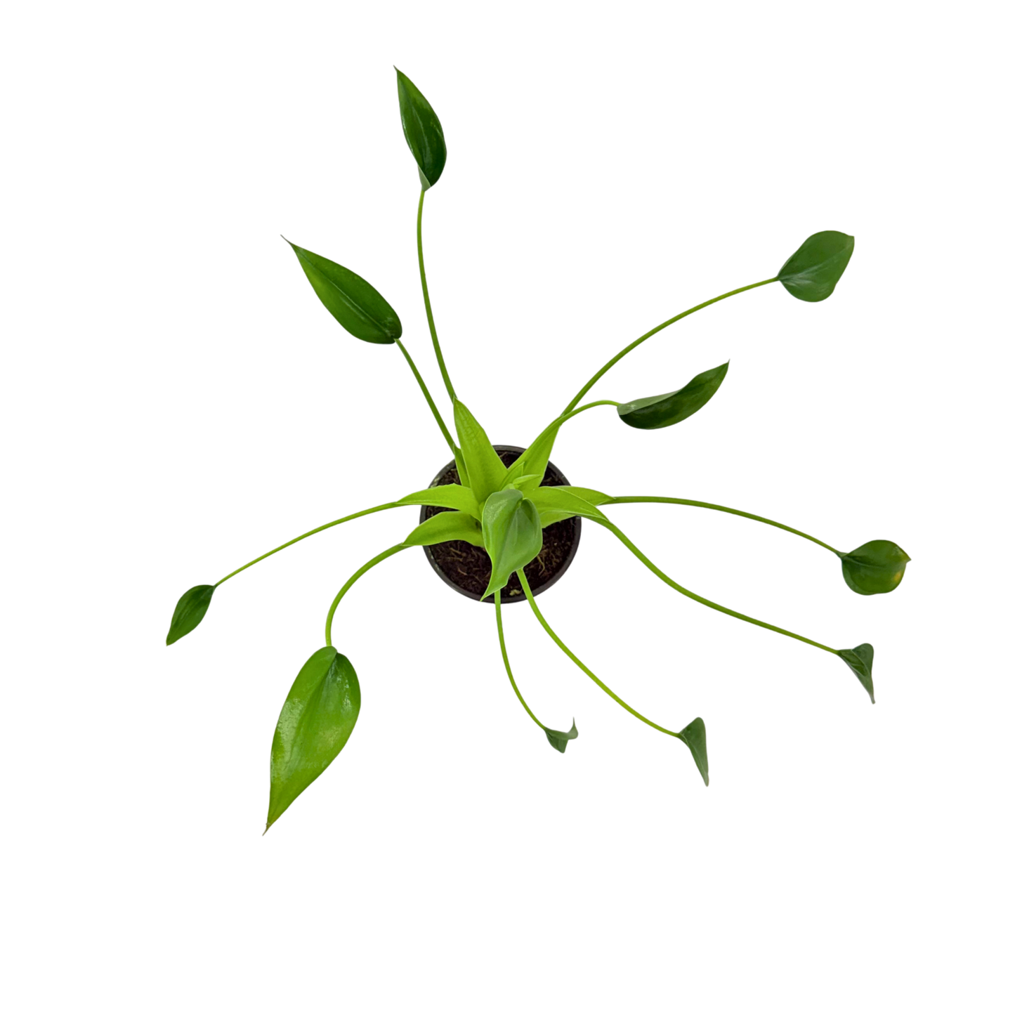 4” Alocasia Tiny Dancer