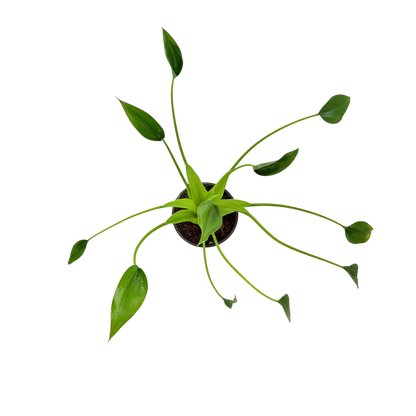 4” Alocasia Tiny Dancer