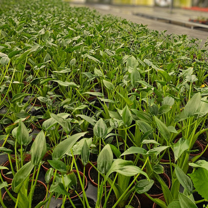 4” Alocasia Tiny Dancer