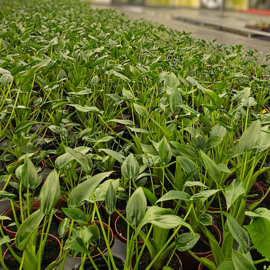 4” Alocasia Tiny Dancer