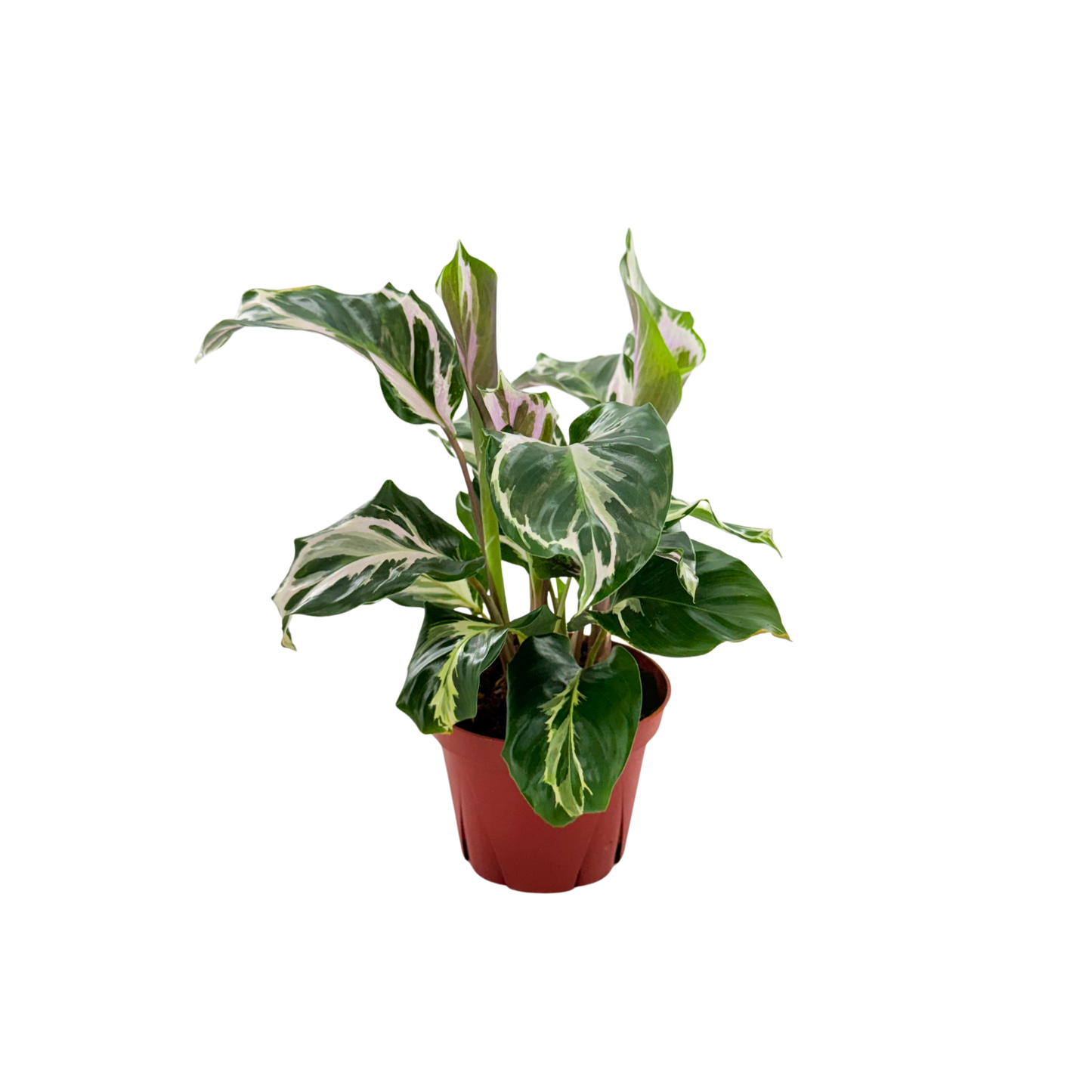 4” Calathea Stella (US PP34710) Propagation Strictly Prohibited