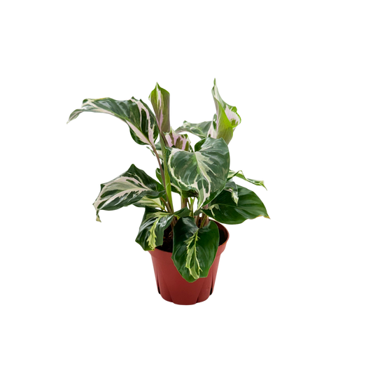 4” Calathea Stella (US PP34710) Propagation Strictly Prohibited