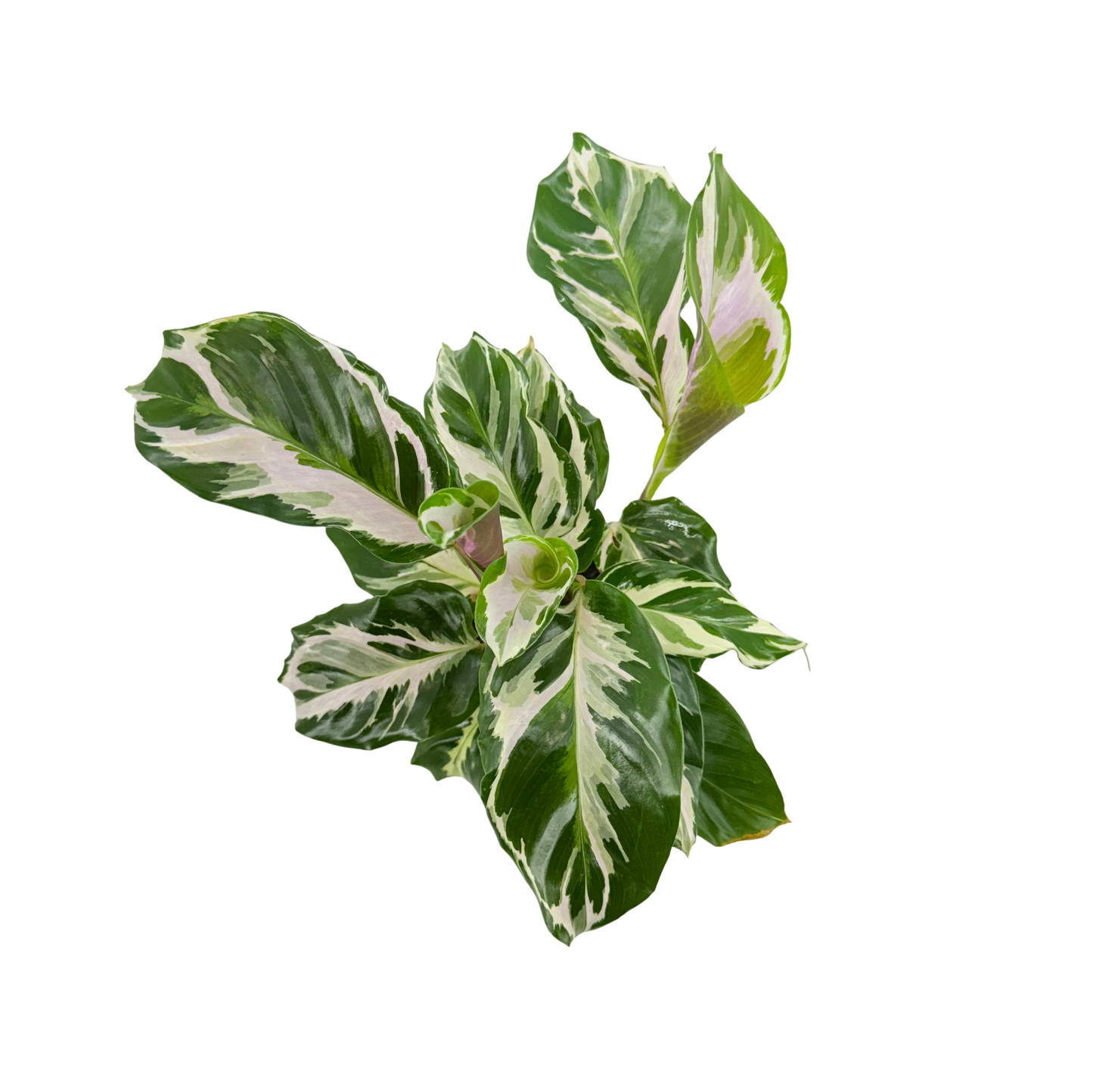 4” Calathea Stella (US PP34710) Propagation Strictly Prohibited