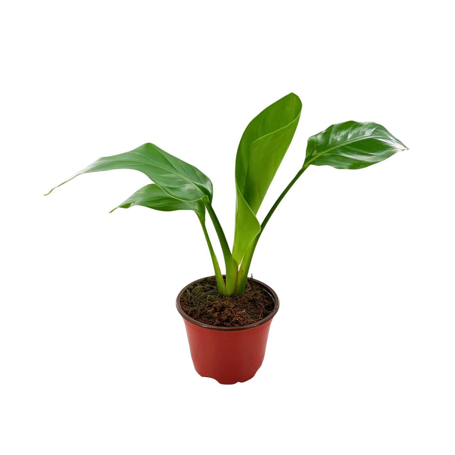 4” Strelitzia White Bird