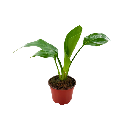 4” Strelitzia White Bird