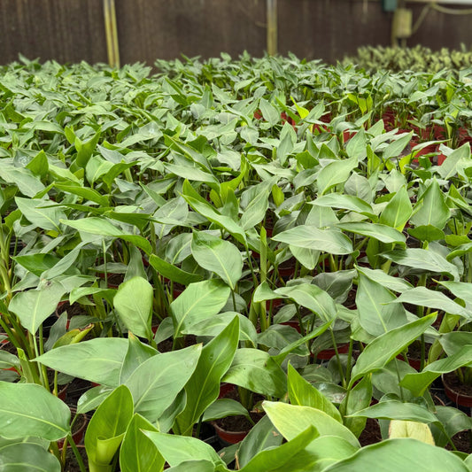 4” Strelitzia White Bird