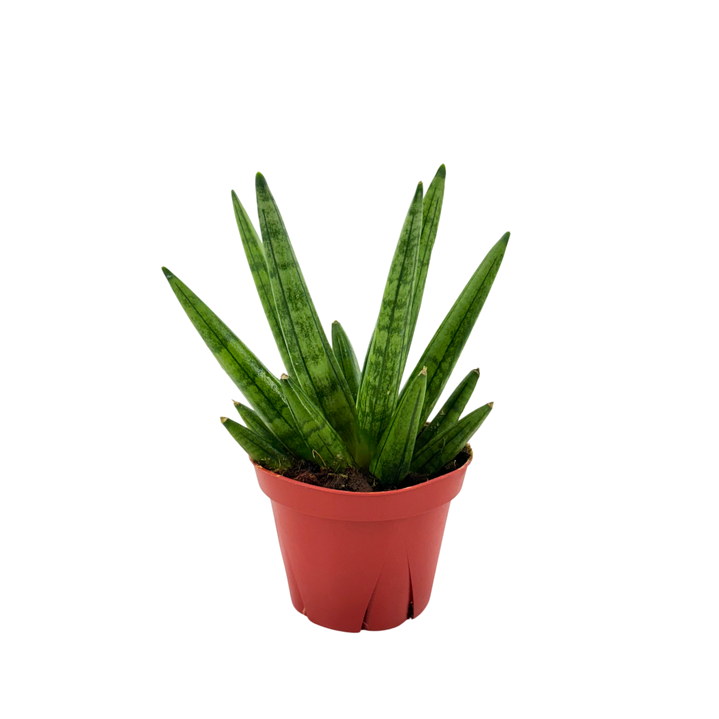 4" Sansevieria Hedgehog