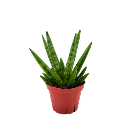 4" Sansevieria Hedgehog