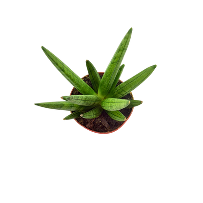 4" Sansevieria Hedgehog