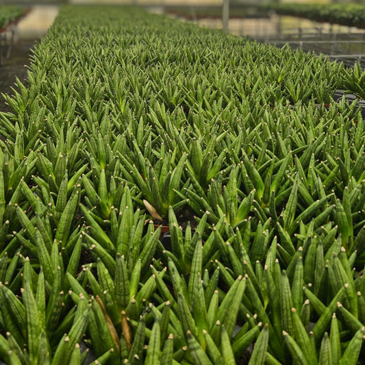 4" Sansevieria Hedgehog