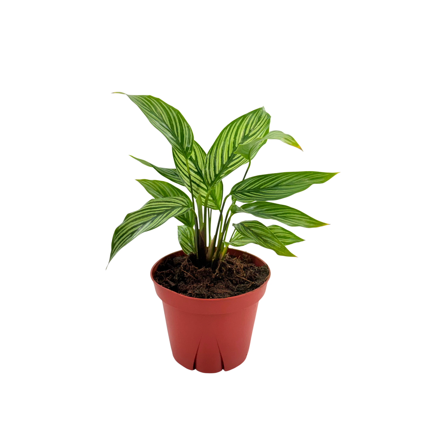 4” Calathea Vittata