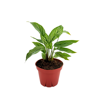 4” Calathea Vittata