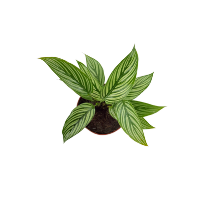 4” Calathea Vittata