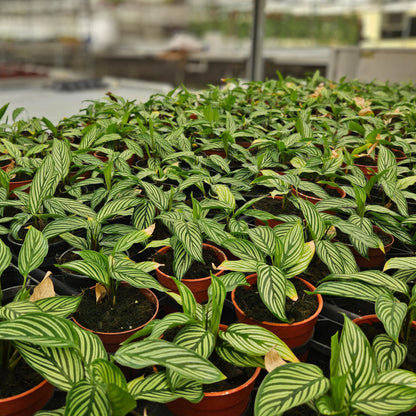 4” Calathea Vittata