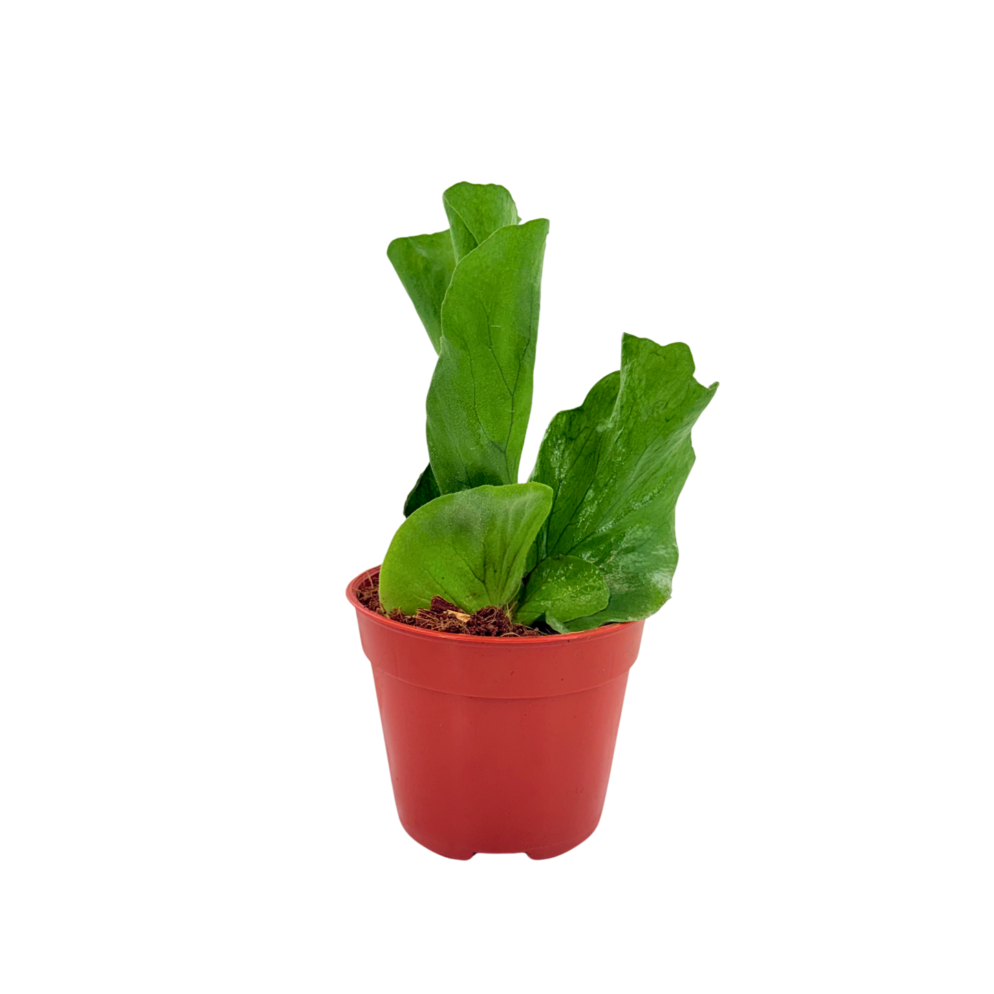 4" Platycerium angolense Welw.ex Hook