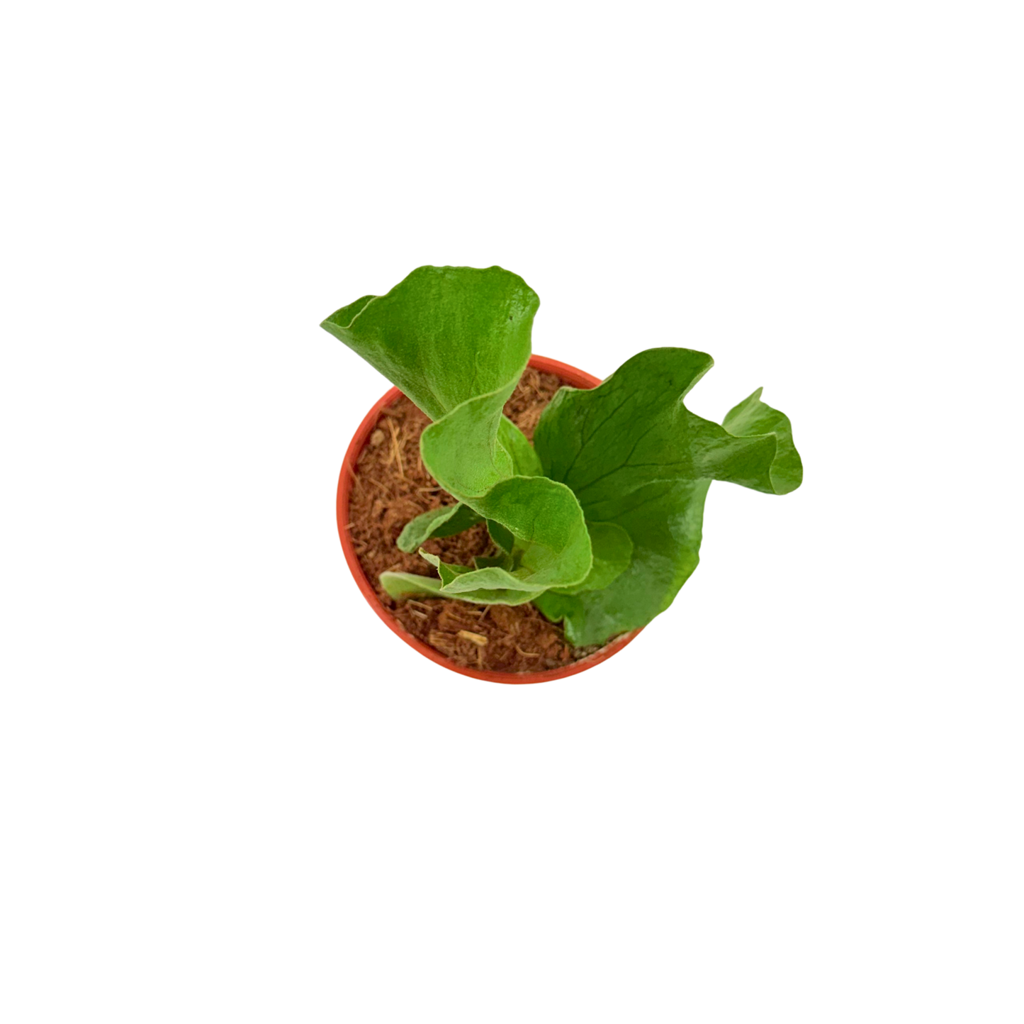 4" Platycerium angolense Welw.ex Hook