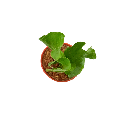 4" Platycerium angolense Welw.ex Hook