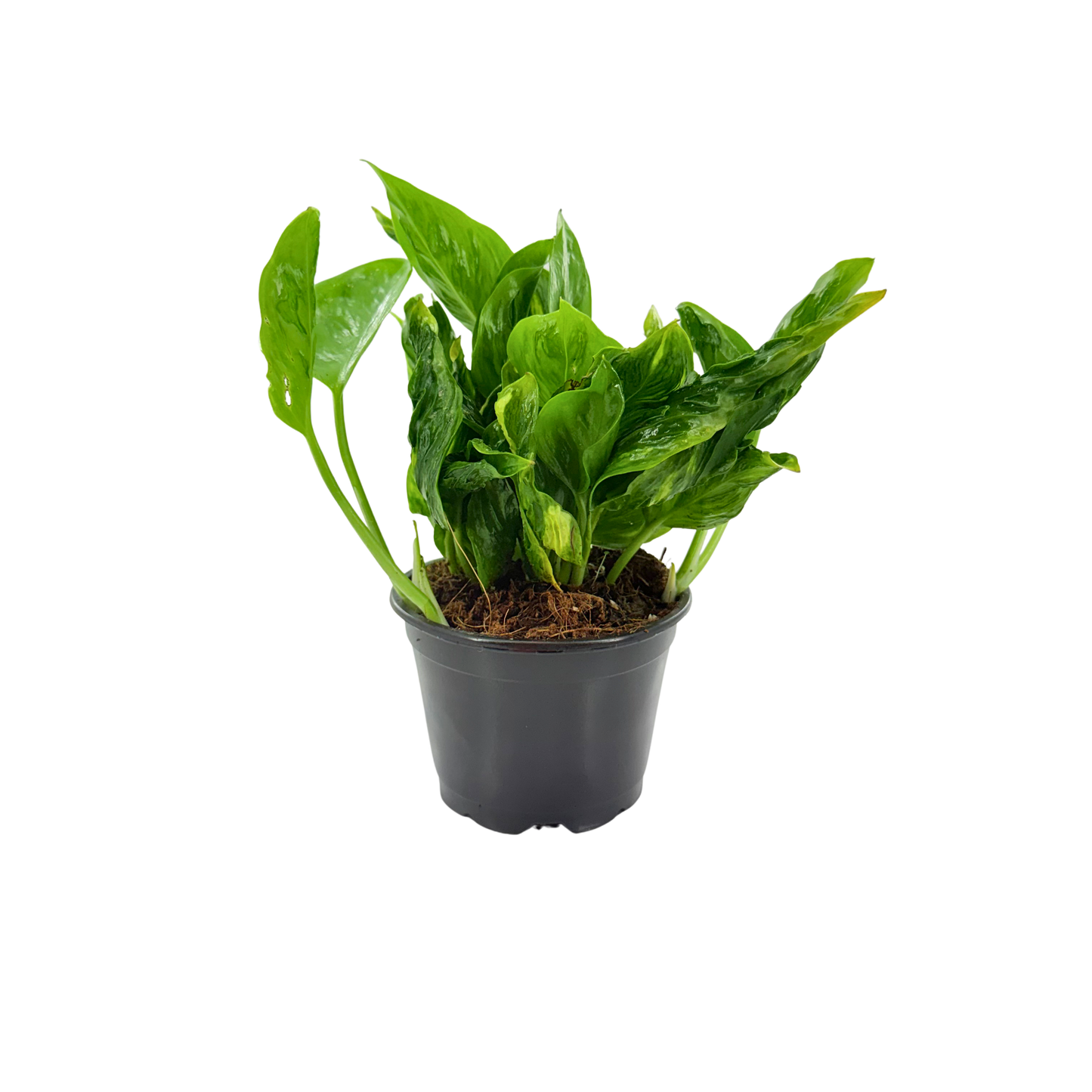 4” Epipremnum Shangri-La